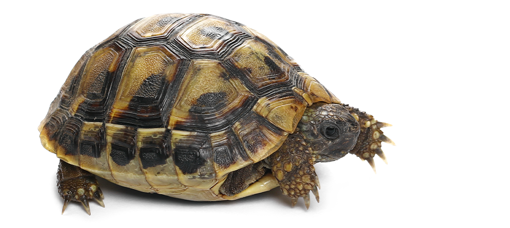 Tortoise