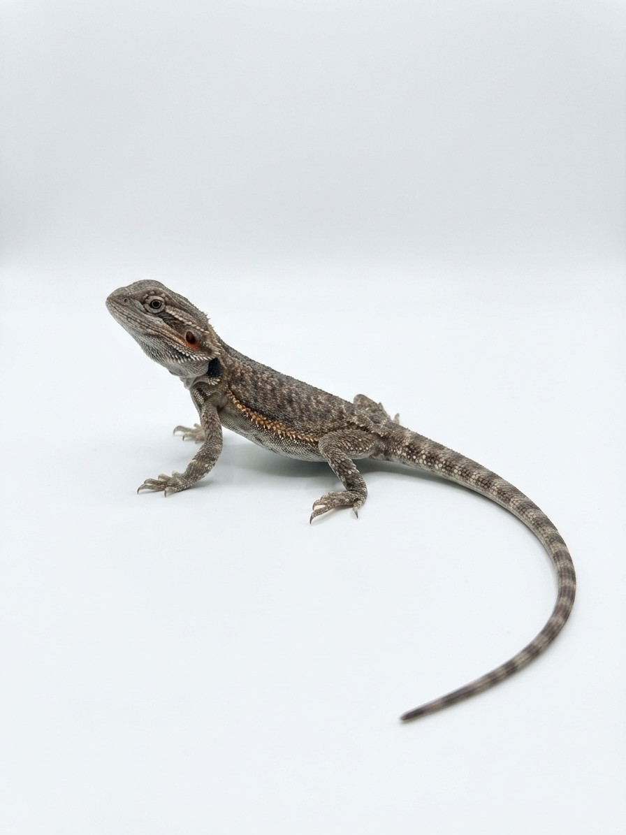 Normal Bearded Dragon - Baby (15 cm)