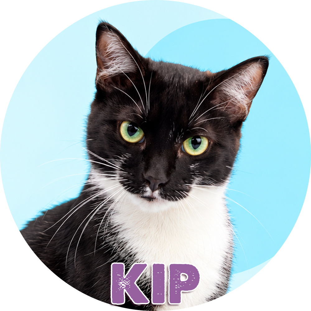 Kip