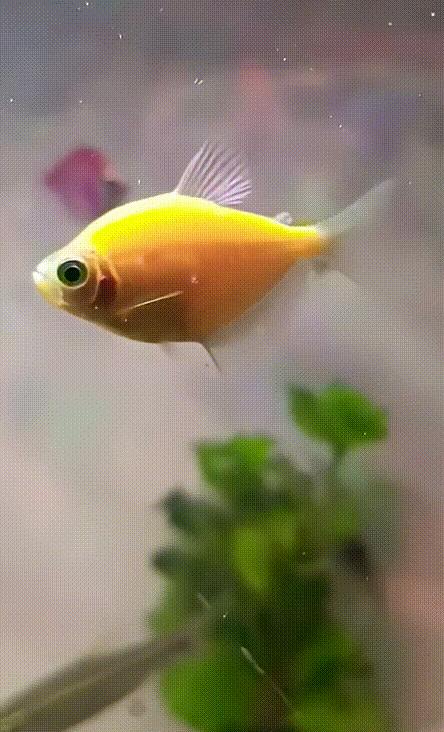 GloFish Yellow