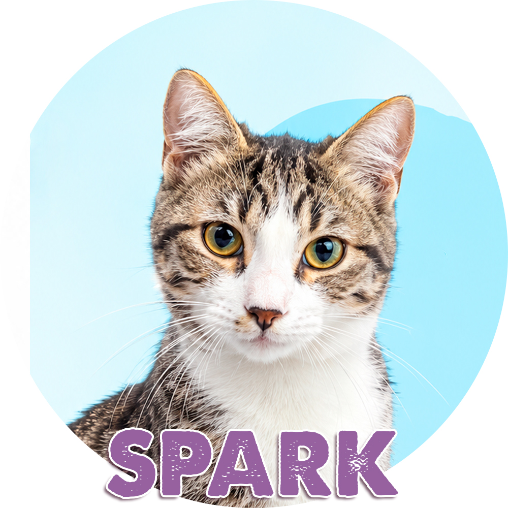 Spark