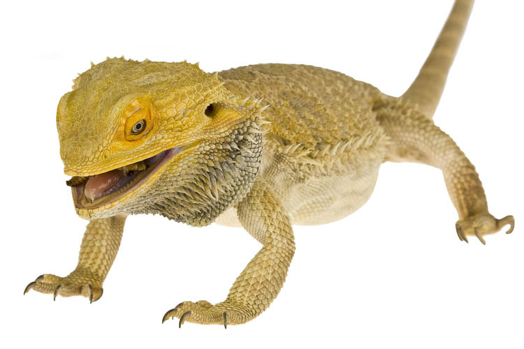 Gecko