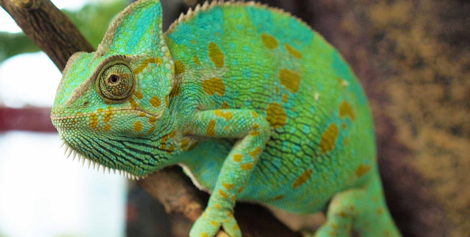 chameleon