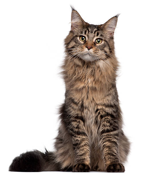 Maine Coon