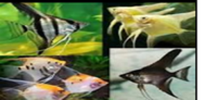 Assorted Veiltail Angelfish (Pterophyllum scalare) - XL