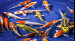 Red & White Koi Carp (Cyprinus carpio) - 9cm
