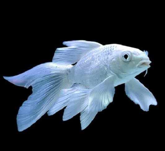 Platinum Veiltail Koi Carp (Cyprinus carpio) - 10cm