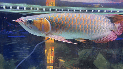 Super Red Arowana Fish