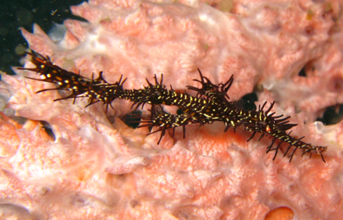 Ghost Pipe Fish(Solenostomus Paradoxus)