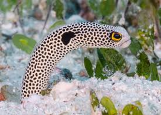 Hassel Garden Eel(Heteroconger Hassi)