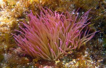 Anemone(Anemonia Sulcata)