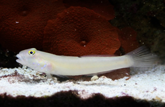 White Goby(Valenciennea Sexguttata)