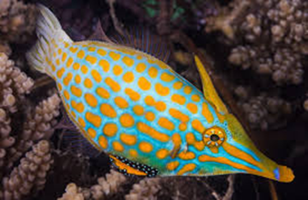 Orange Spot Filefish(Oxymonacanthus Longirostris)