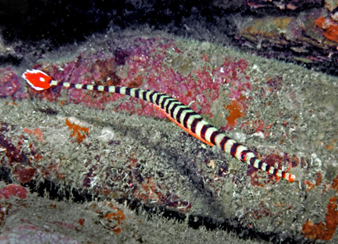 Banded Pipe Fish(Dunckerocampus Dactyliophorus)