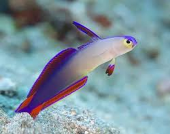 Purple Goby(Gobioides Broussonnetii)