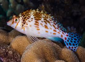 Falco/Spotted Hawkfish(Cirrhitichthys Falco)