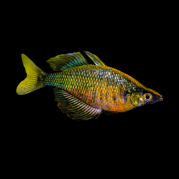 Green Rainbow - Glossolepis wanamensis