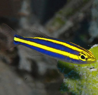 Yellow Line Snapper - Pentapodus nemurus