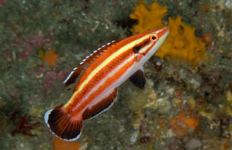 Masuda Hogfish - Bodianus sepiacaudus