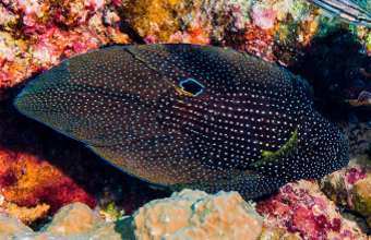 Comet Grouper - Calloplesiops altivelis