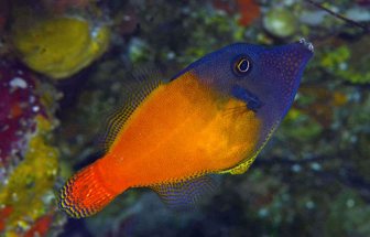 Red Tail Filefish - Pervagor melanocephalus