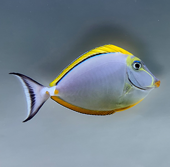 Lipstick Tang (Red-Lipped Tang) - Naso lituratus