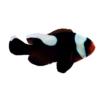 Saddle Clown - Amphiprion polymnus