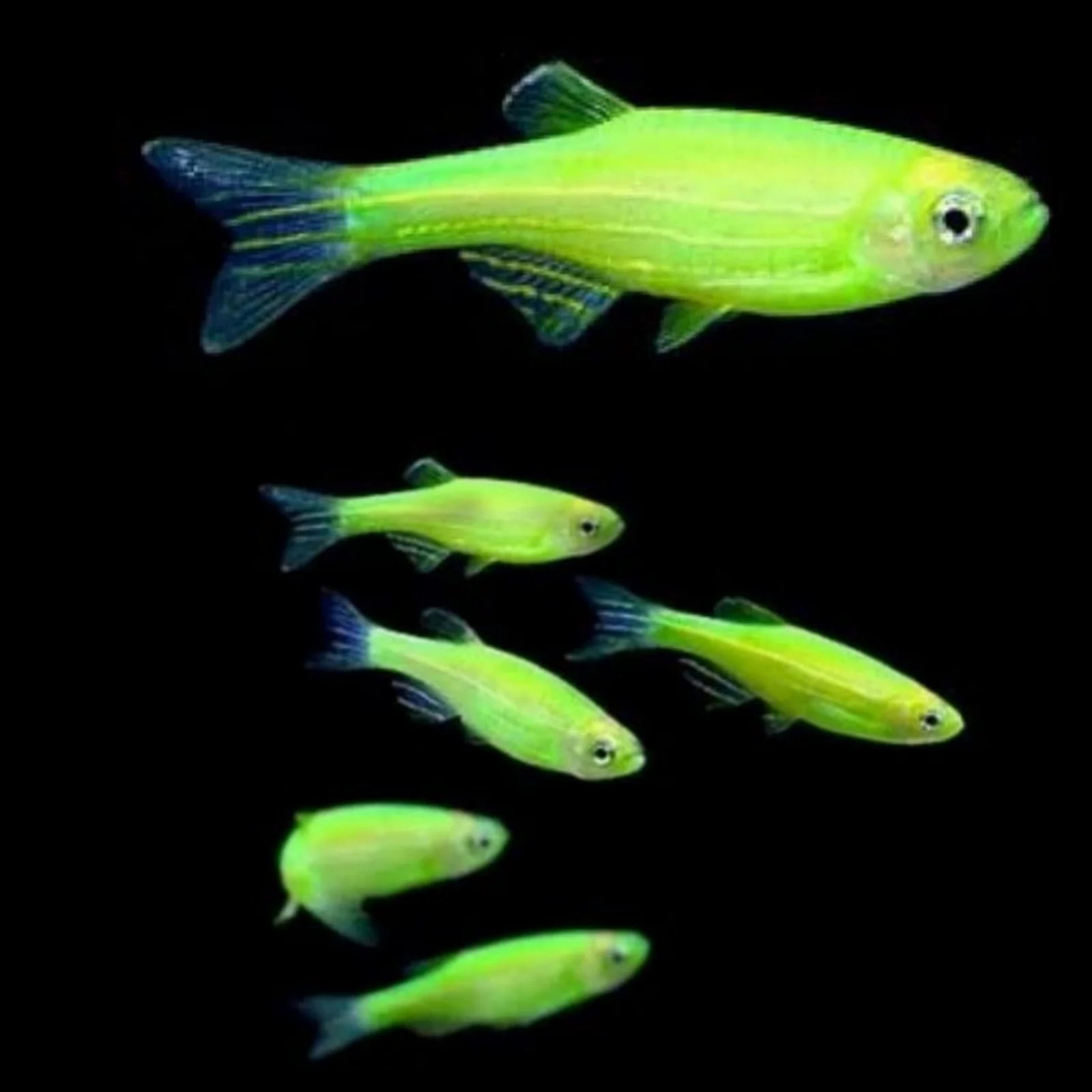 Zebra Danio Emerald Green (Danio rerio)