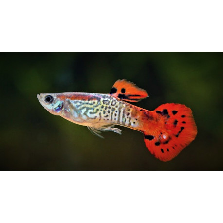 Neon Red Guppy (Male) (Poecilia reticulata) - 3.5cm