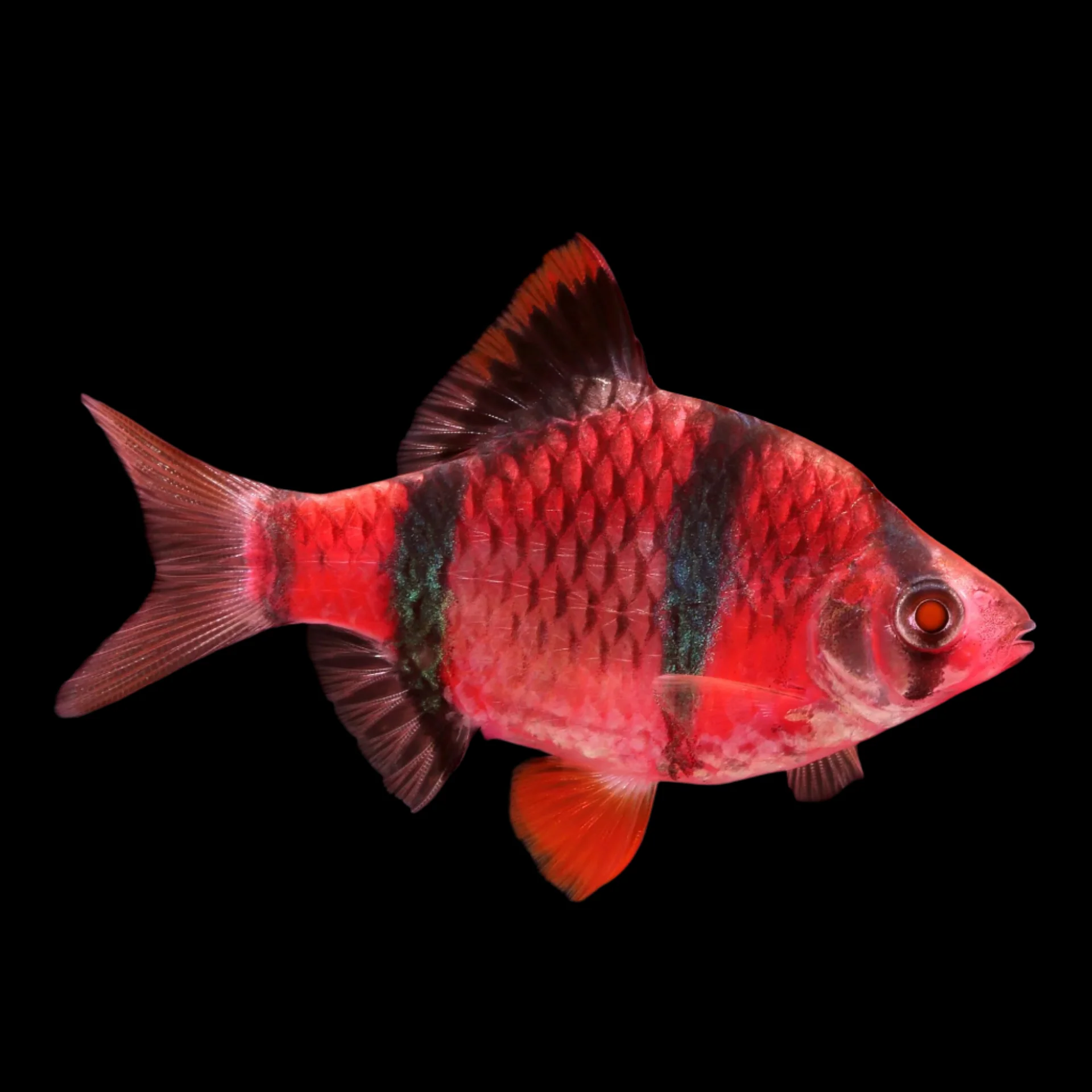 Red Glow Barb (Puntius tetrazona)