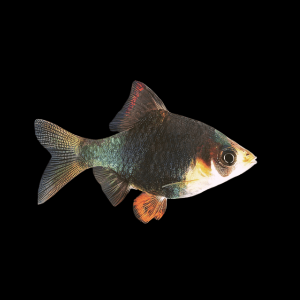 Green Glow Barb (Puntius tetrazona)
