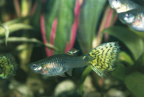 Blacktail Guppy (Male) (Poecilia reticulata) - 3.5cm