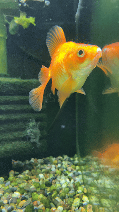 Ryukin Gold Fish