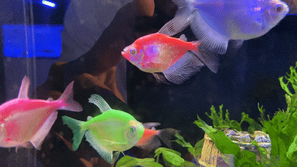 GloFish Red