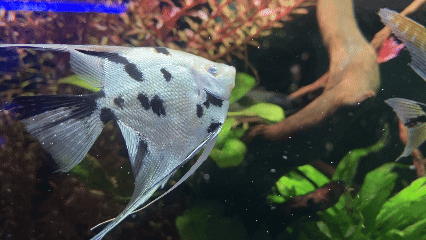 Koi Angel Fish