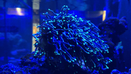 Torch coral Green / Yellow / Ivory (Per Head)