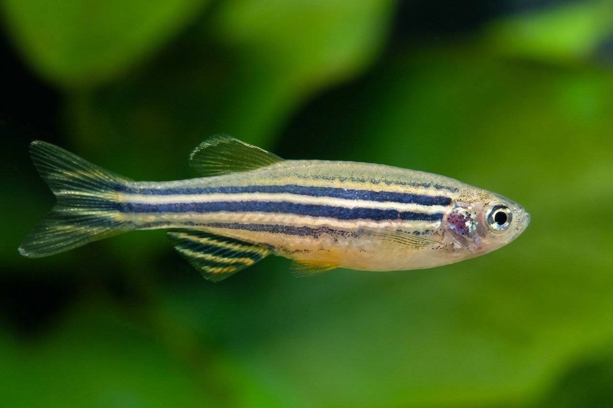 Zebra Danio Luminous Green (Danio rerio) - L