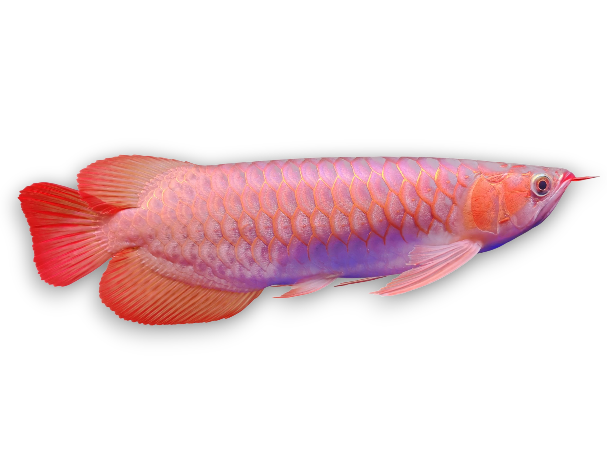 Super Red Arowana Fish