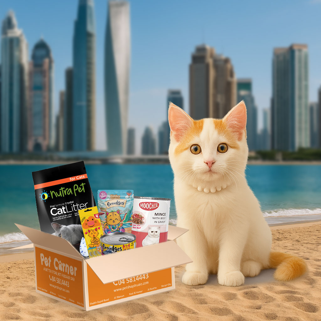 Pet Corner Surprise box for Kittens