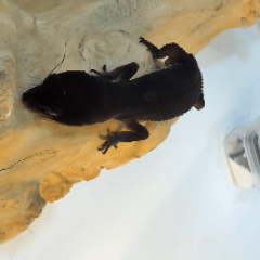 Black Night Leopard Gecko – Premium Exotic Pet