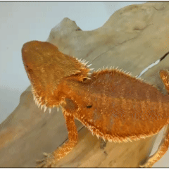 Red Bearded Dragon – Vibrant Exotic Pet Lizard