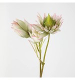 Blushing Bride Green (5 Stems)