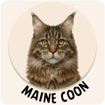 Maine Coon