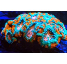 Acan (Acanthastrea lordhowensis) - 1PC