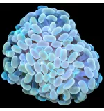 Hammer Coral (Euphyllia ancora) - 1PC