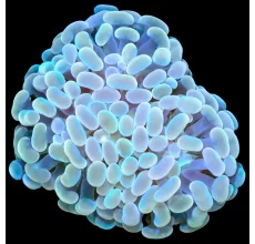 Hammer Coral (Euphyllia ancora) - 1PC