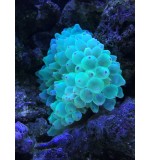 Bubble anemone(Entacmaea quadricolor)