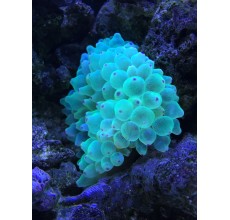 Bubble anemone(Entacmaea quadricolor)