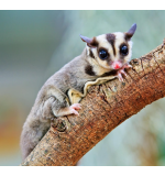 Sugar Glider