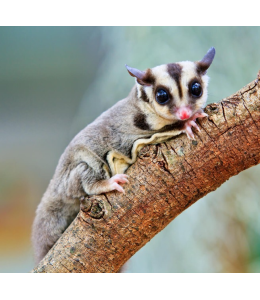 Sugar Glider